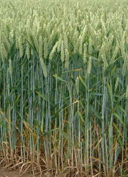 Wheat field representing agricultural commodities